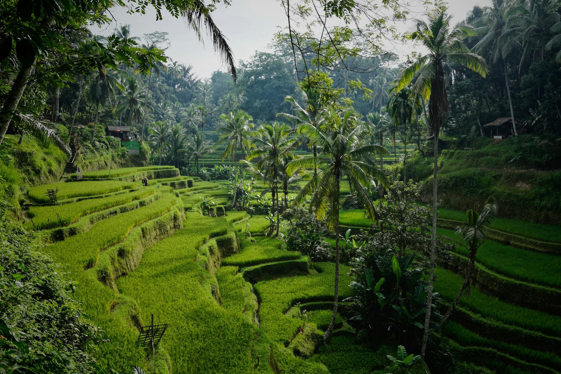 Java & Komodo Expedition